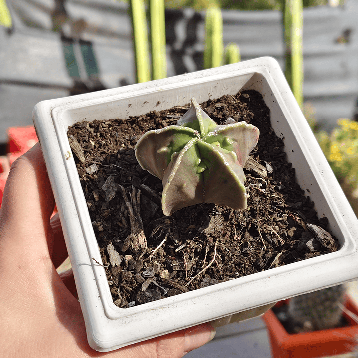Astrophytum  Nudum var. Fukuryu  3