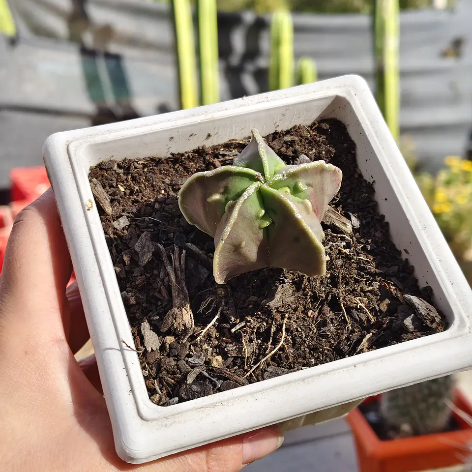 Astrophytum  Nudum var. Fukuryu  3