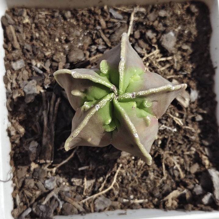 Astrophytum  Nudum var. Fukuryu  4