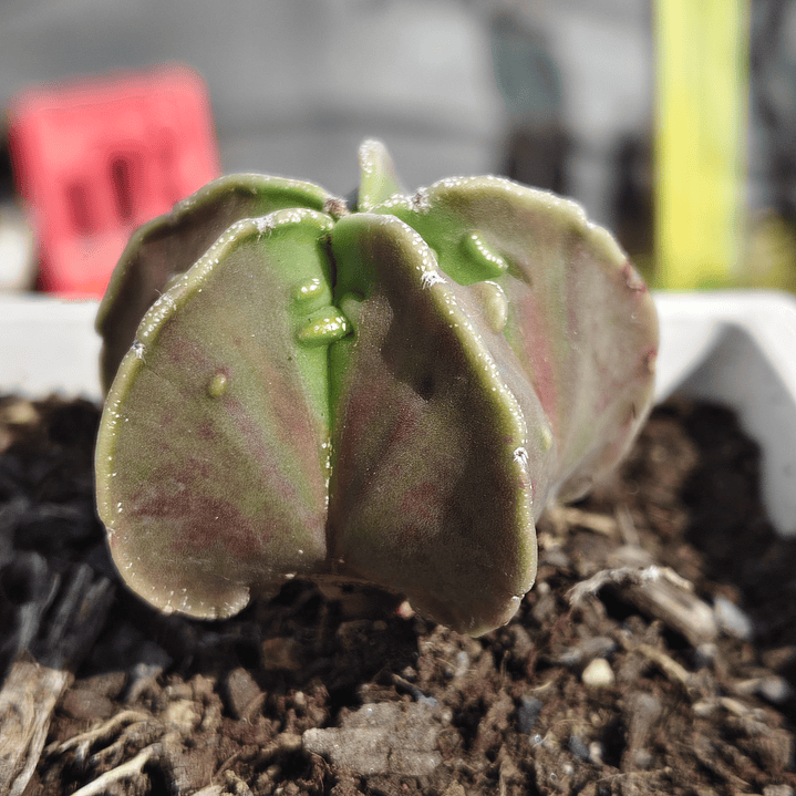 Astrophytum  Nudum var. Fukuryu  5