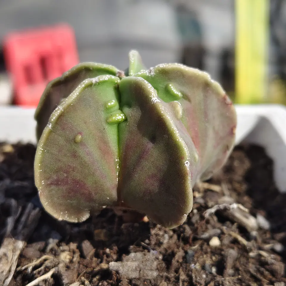 Astrophytum  Nudum var. Fukuryu  5