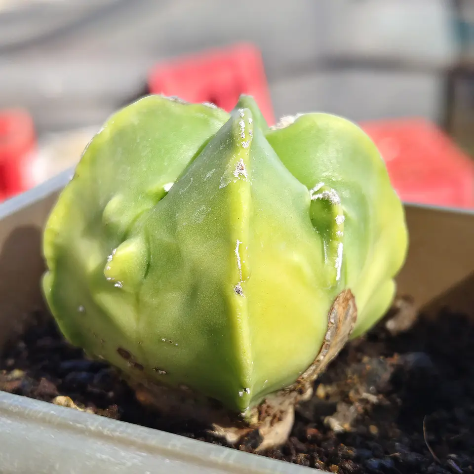 Astrophytum Nudum quadricostatum Var. Fukuryu Variegado  2