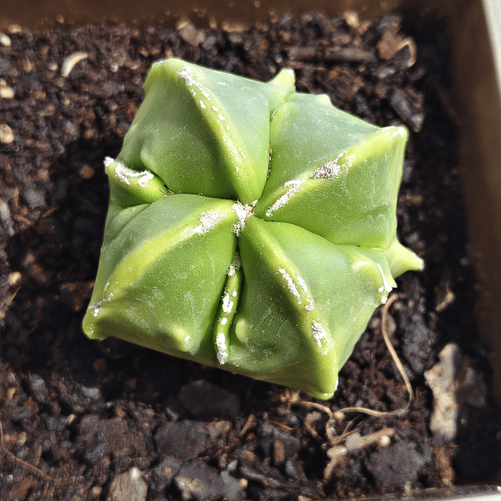 Astrophytum Nudum quadricostatum Var. Fukuryu Variegado  1