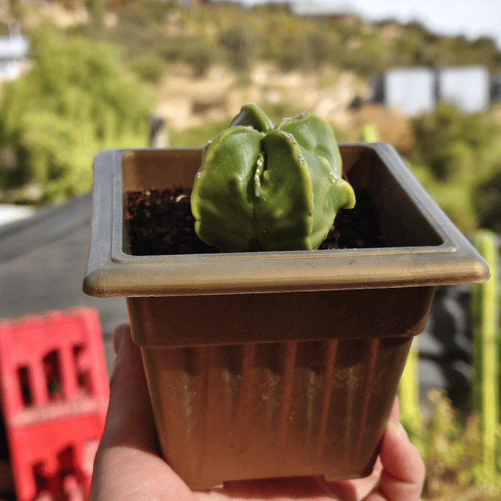 Astrophytum Nudum quadricostatum Var. Fukuryu Variegado  4