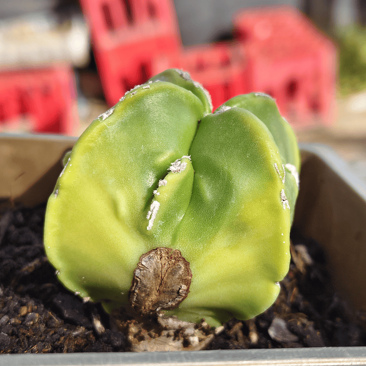 Astrophytum Nudum quadricostatum Var. Fukuryu Variegado  5