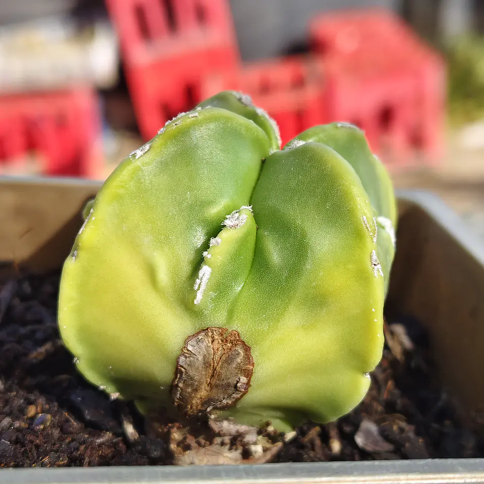 Astrophytum Nudum quadricostatum Var. Fukuryu Variegado  5