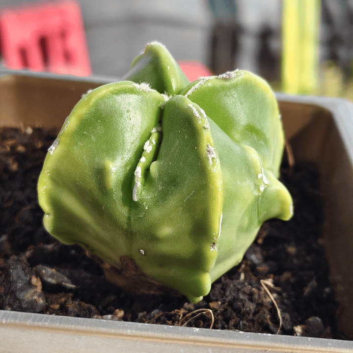 Astrophytum Nudum quadricostatum Var. Fukuryu Variegado  3