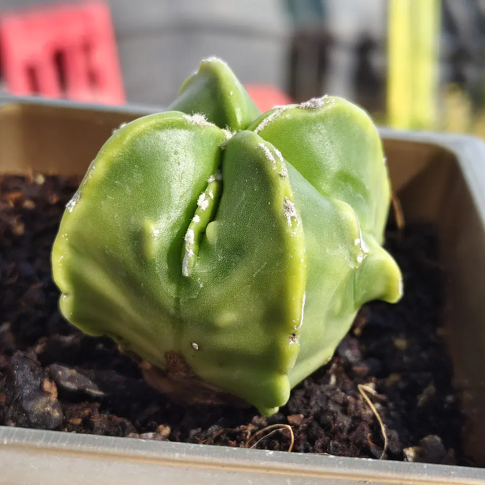 Astrophytum Nudum quadricostatum Var. Fukuryu Variegado  3
