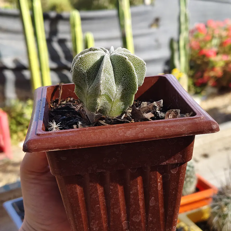 Astrophytum Myriostigma 8 costillas  2