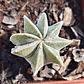 Astrophytum Myriostigma 8 costillas  - Miniatura 1