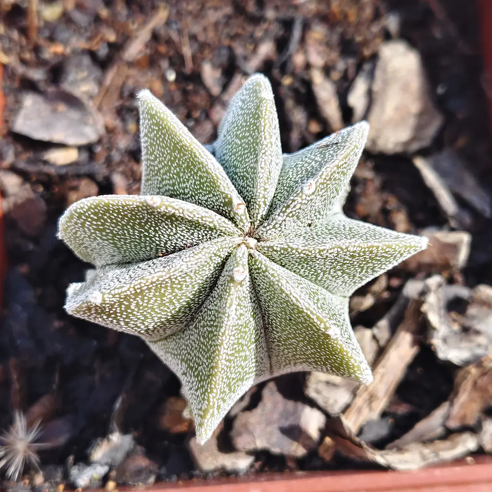 Astrophytum Myriostigma 8 costillas  1