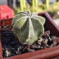 Astrophytum Myriostigma 8 costillas  - Miniatura 4