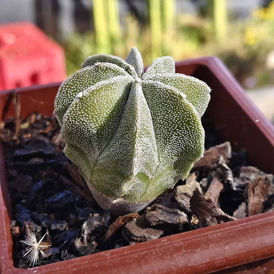 Astrophytum Myriostigma 8 costillas  4