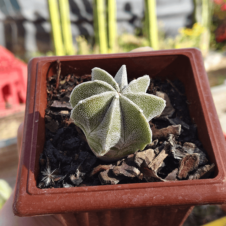 Astrophytum Myriostigma 8 costillas  3