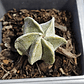 Astrophytum myriostigma 6 costillas  - Miniatura 1