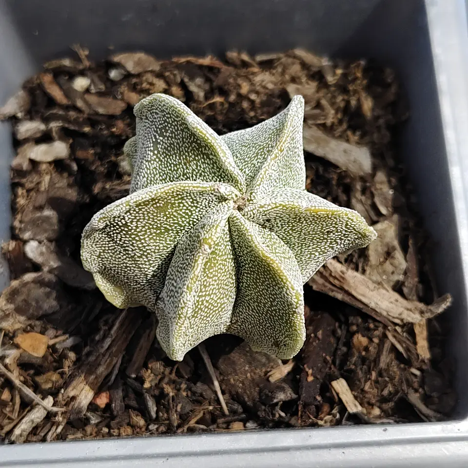 Astrophytum myriostigma 6 costillas  1