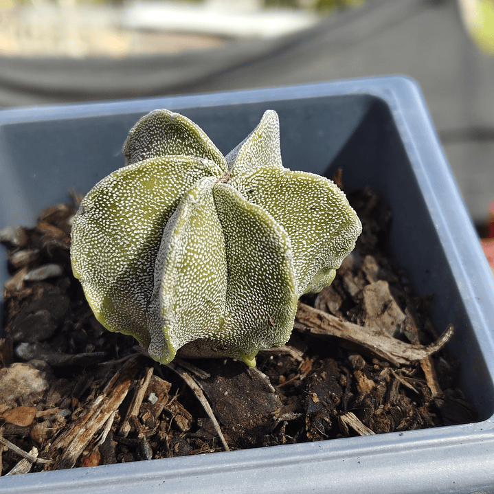Astrophytum myriostigma 6 costillas  2