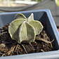 Astrophytum myriostigma 6 costillas  - Miniatura 2
