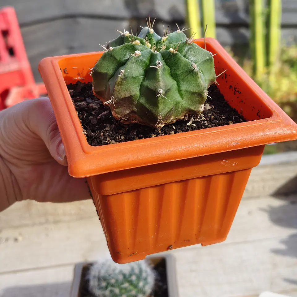 Gymnocalicium damsii  2