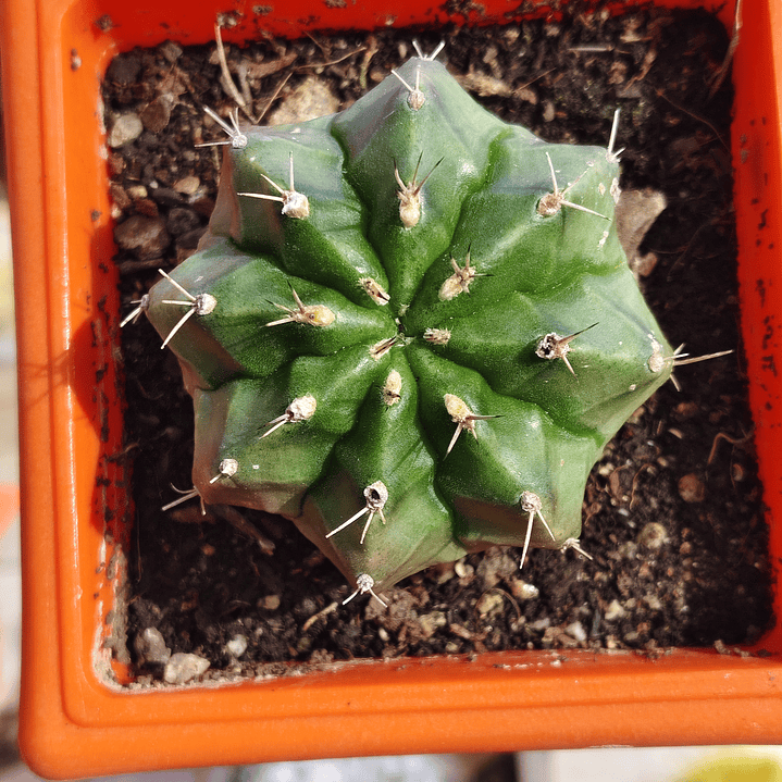 Gymnocalicium damsii  3