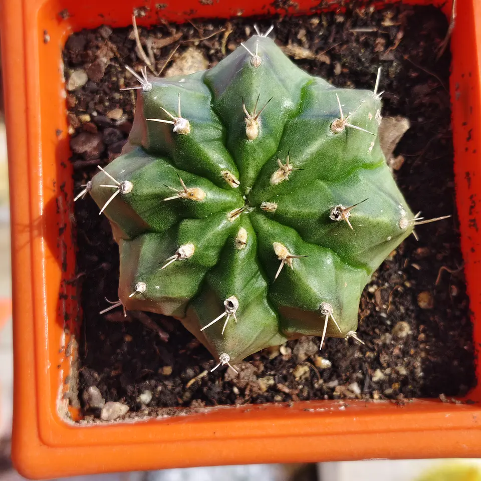 Gymnocalicium damsii  3