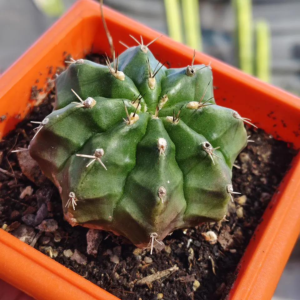 Gymnocalicium damsii  1