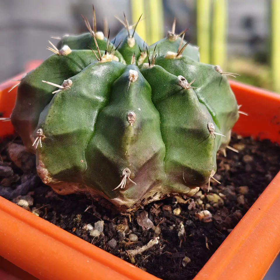 Gymnocalicium damsii  4