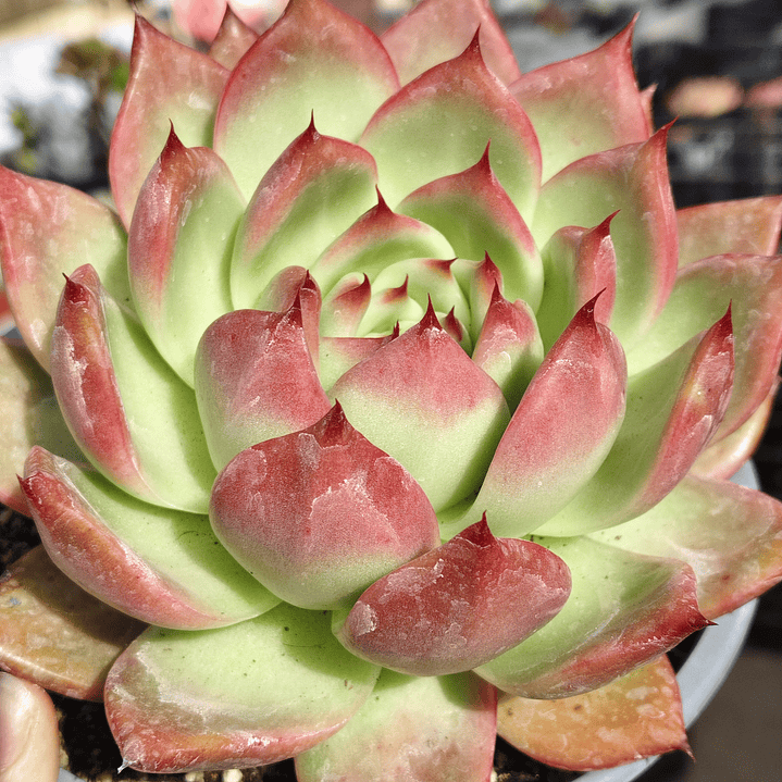 Echeveria Scarlet 2