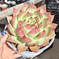 Echeveria Scarlet - Miniatura 1