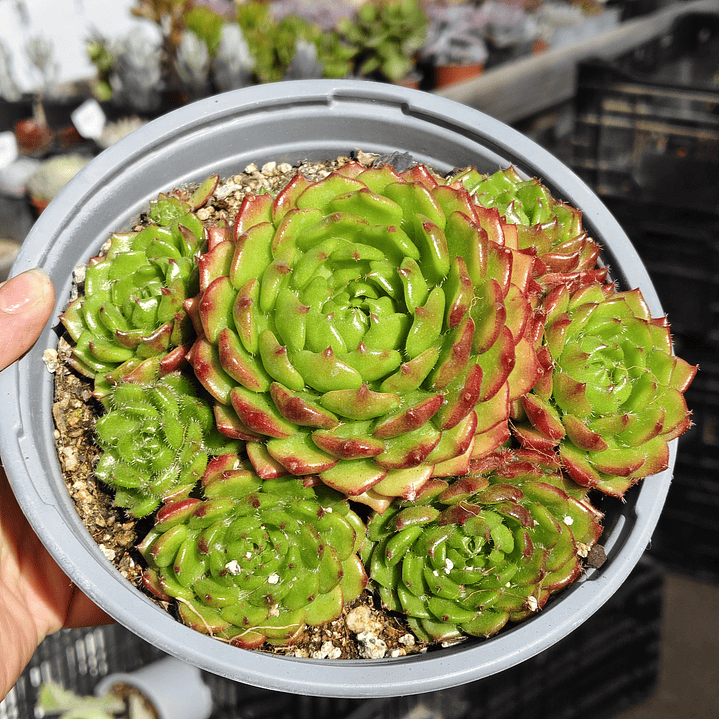 Echeveria setosa (PLANTA MADRE 3