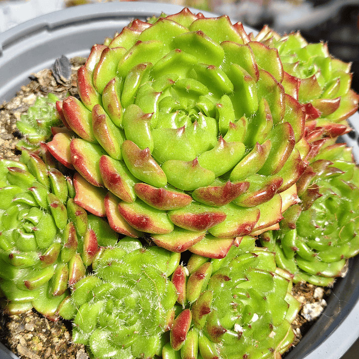 Echeveria setosa (PLANTA MADRE 1