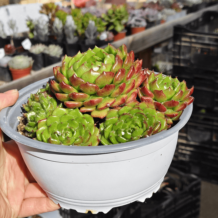 Echeveria setosa (PLANTA MADRE 2