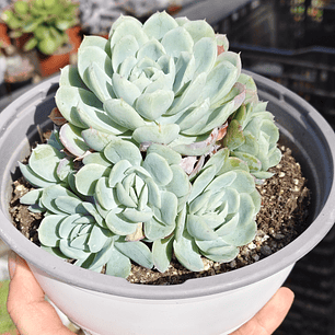 Echeveria elegans (PLANTA MADRE)