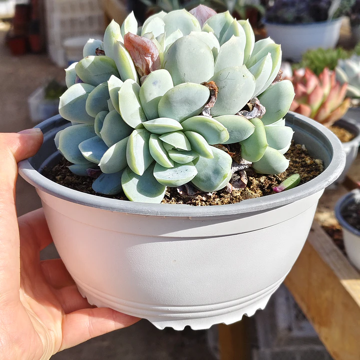 Echeveria Elegant Var. Giant (PLANTA MADRE)  2