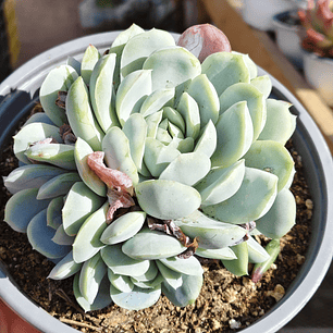 Echeveria Elegant Var. Giant (PLANTA MADRE) 