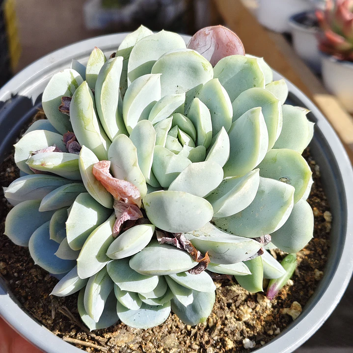 Echeveria Elegant Var. Giant (PLANTA MADRE)  1
