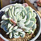 Echeveria Elegant Var. Giant (PLANTA MADRE)  - Miniatura 1
