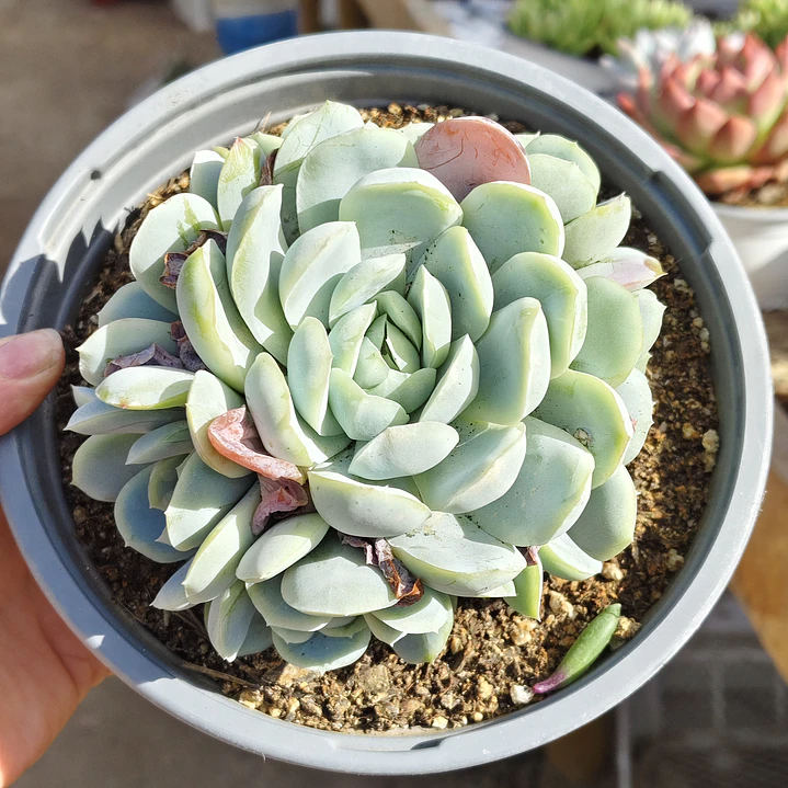 Echeveria Elegant Var. Giant (PLANTA MADRE)  3