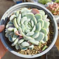 Echeveria Elegant Var. Giant (PLANTA MADRE)  - Miniatura 3