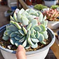Echeveria Elegant Var. Giant (PLANTA MADRE)  - Miniatura 4