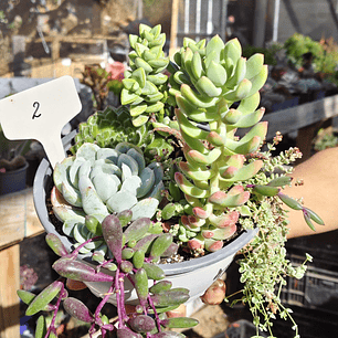 Arreglo de suculentas con 7 variedades 