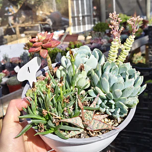 Arreglo de suculentas con 7 variedades 