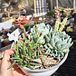 Arreglo de suculentas con 7 variedades  - Miniatura 2