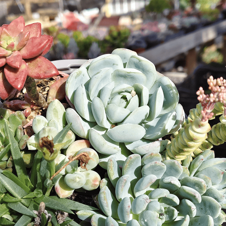 Arreglo de suculentas con 7 variedades  3