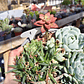 Arreglo de suculentas con 7 variedades  - Miniatura 4