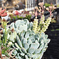Arreglo de suculentas con 7 variedades  - Miniatura 5