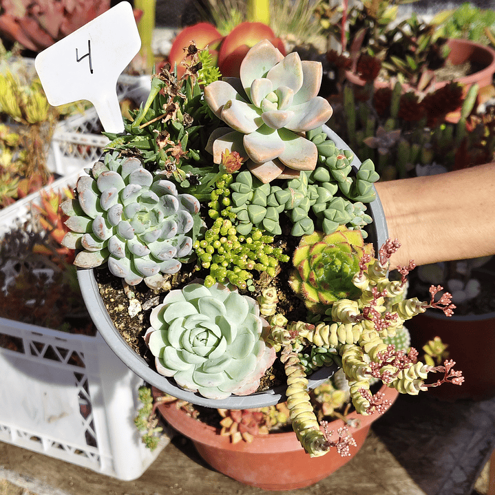 Arreglo de suculentas con 7 variedades  7