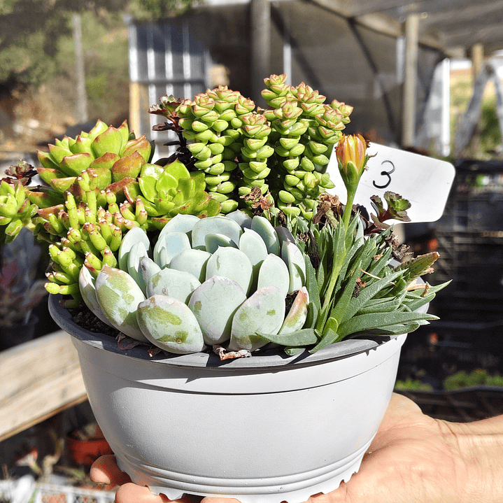 Arreglo de suculentas con 7 variedades  8