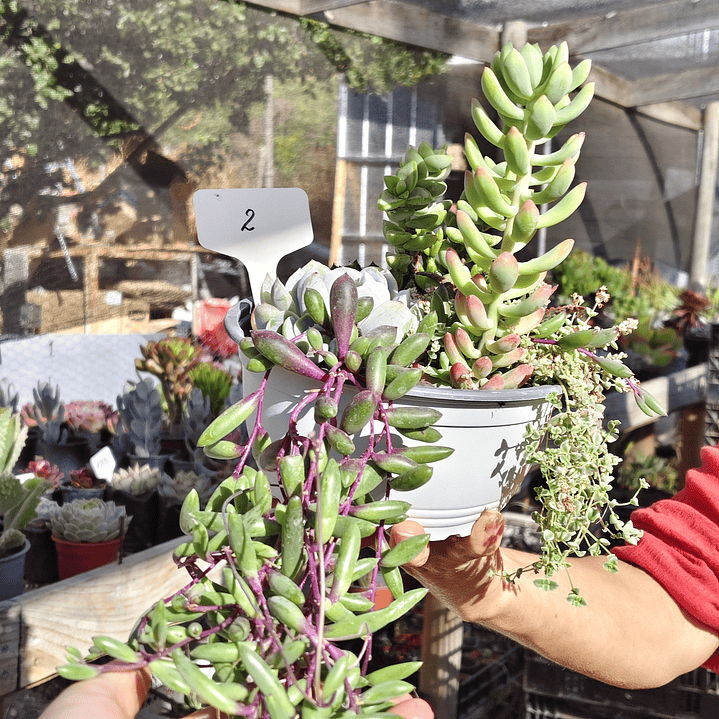 Arreglo de suculentas con 7 variedades  9