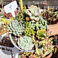 Arreglo de suculentas con 7 variedades  - Miniatura 10